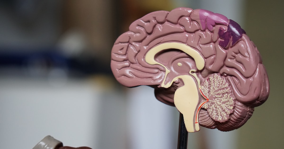 Modelo anatômico de cérebro, simbolizando a decisão clínica humana