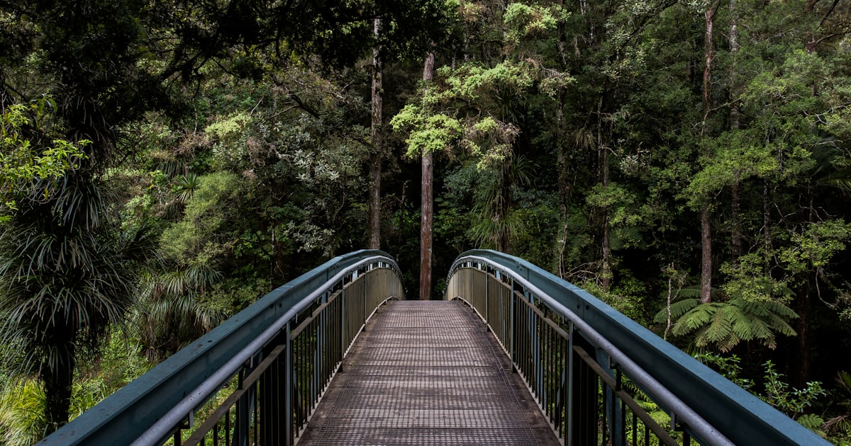 Ponte de madeira em meio à natureza, simbolizando um percurso